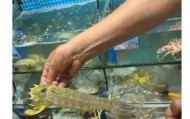 爱游戏体育-4只皮皮虾事件后续：出租车司机被开除，顾客坚持认为司机收了钱
