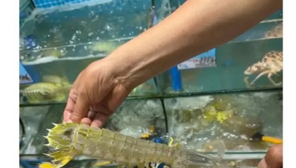爱游戏体育-4只皮皮虾事件后续：出租车司机被开除，顾客坚持认为司机收了钱